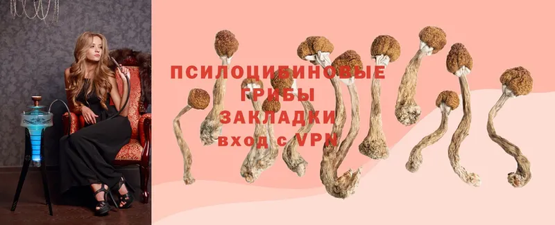 наркота  Краснообск  Псилоцибиновые грибы MAGIC MUSHROOMS 